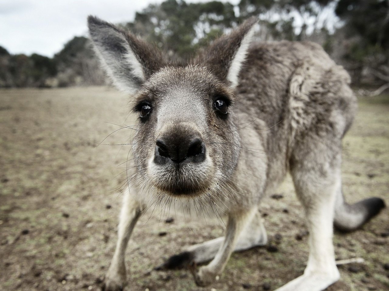 Обои морда, взгляд, животное, кенгуру, с серыми, кенгурёнок, face, look, animal, kangaroo, gray разрешение 2560x1600 Загрузить