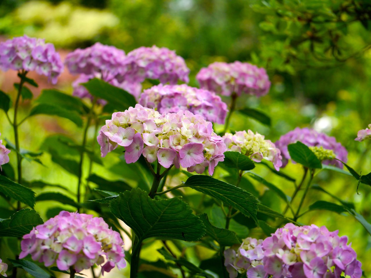 Обои цветы, цветение, листья, лепестки, куст, гортензия, flowers, flowering, leaves, petals, bush, hydrangea разрешение 2048x1368 Загрузить