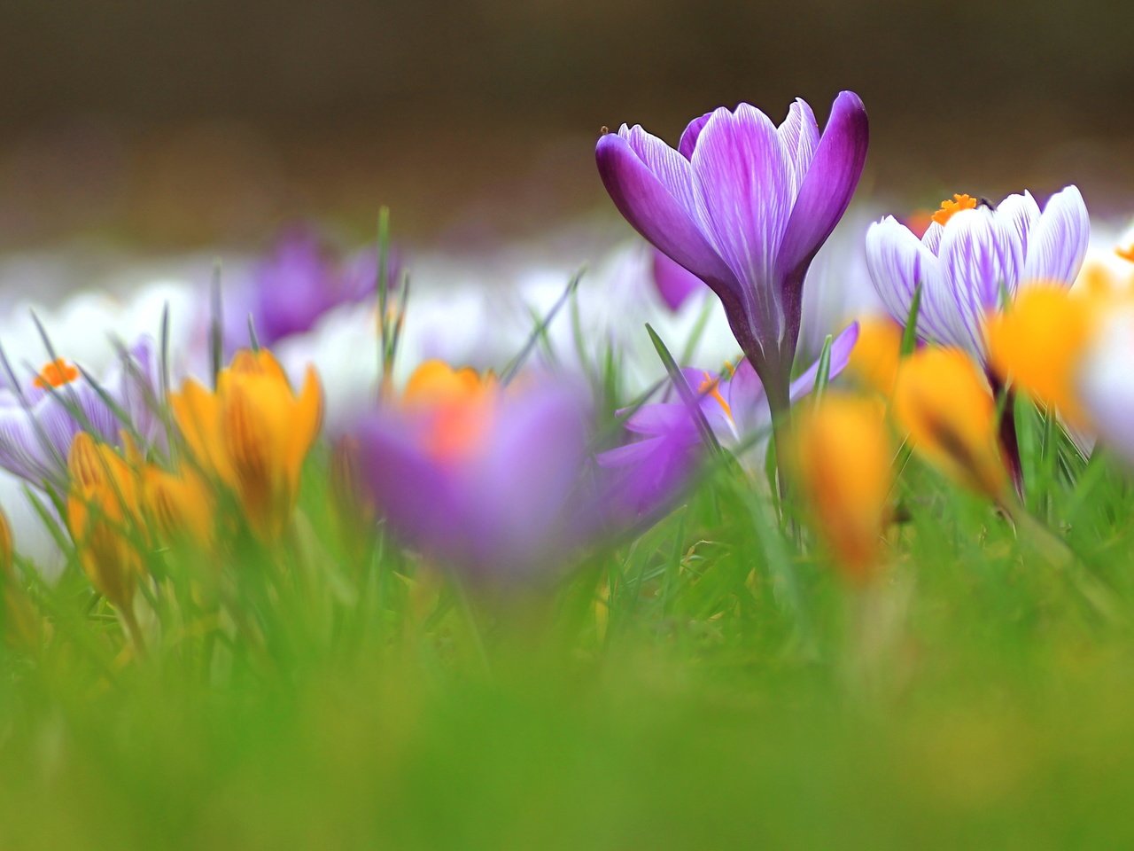 Обои трава, лепестки, весна, крокусы, grass, petals, spring, crocuses разрешение 4600x2391 Загрузить