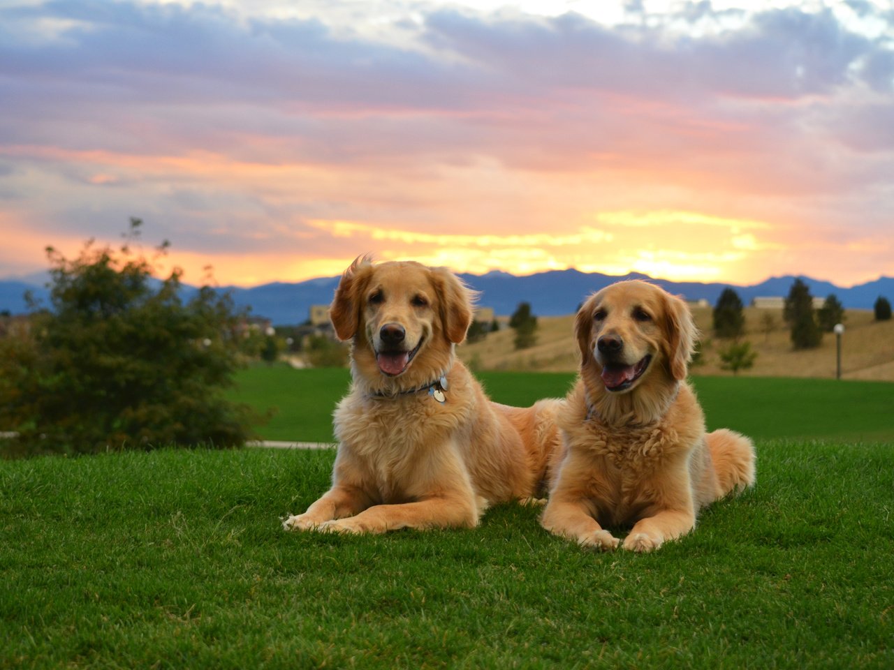 Обои трава, закат, двое, собаки, золотистый ретривер, cобака, grass, sunset, two, dogs, golden retriever, dog разрешение 4850x3212 Загрузить