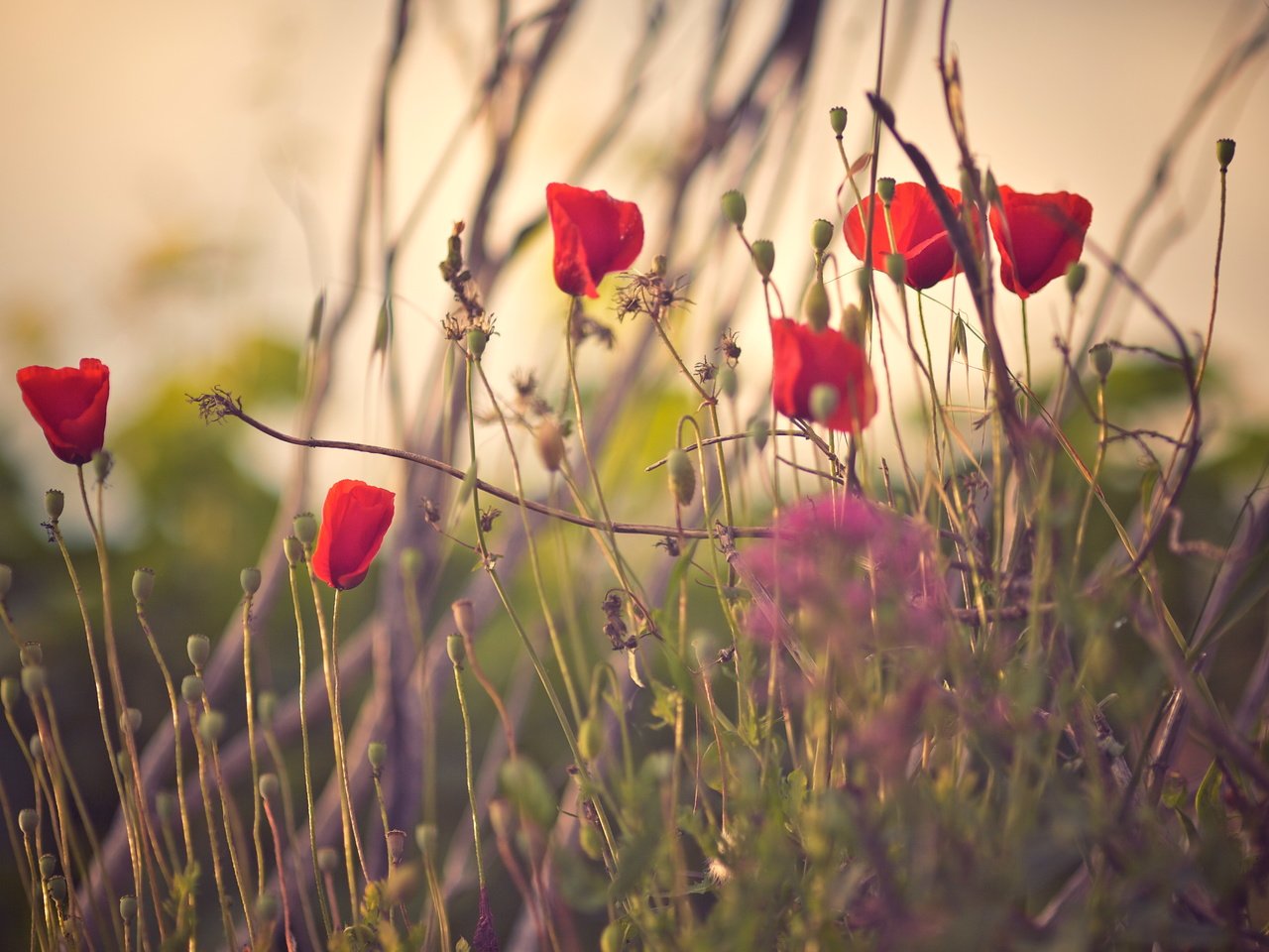 Обои цветы, трава, лепестки, красные, маки, flowers, grass, petals, red, maki разрешение 5118x3412 Загрузить