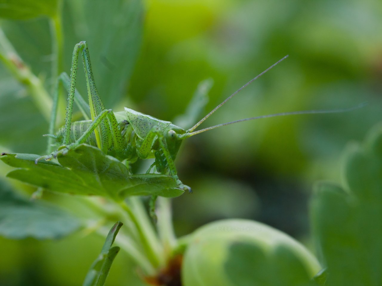 Обои природа, листья, макро, насекомое, кузнечик, боке, nature, leaves, macro, insect, grasshopper, bokeh разрешение 3888x2592 Загрузить