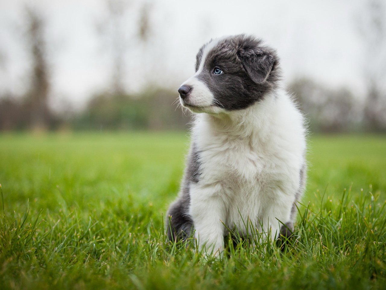 Обои трава, собака, серый, луг, щенок, аусси, grass, dog, grey, meadow, puppy, aussie разрешение 2048x1152 Загрузить