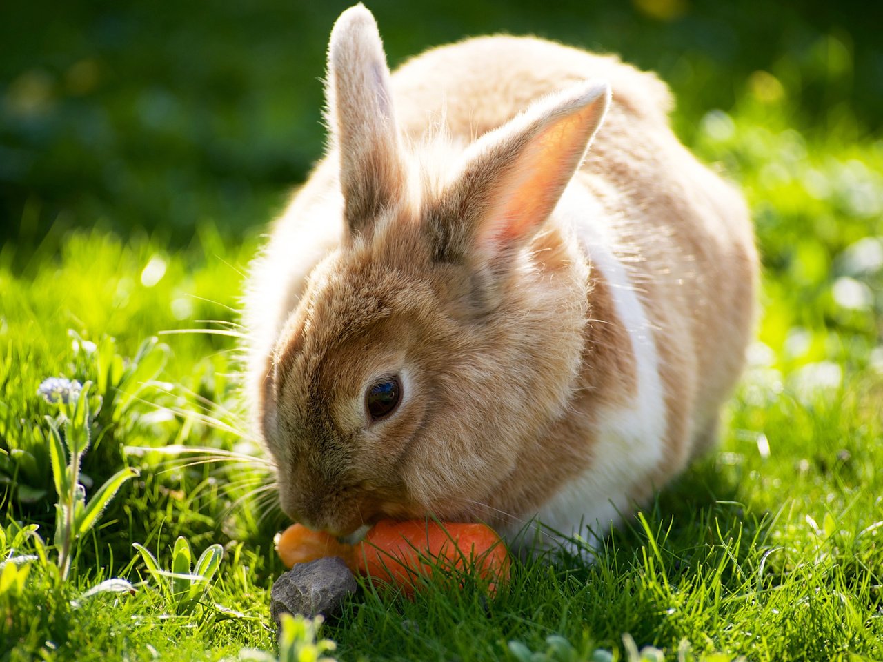 Обои трава, солнце, лето, кролик, зайцы, вс, морковка, летнее, grass, the sun, summer, rabbit, rabbits, sun, carrot разрешение 2560x1600 Загрузить