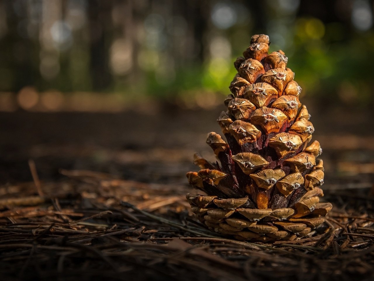 Обои лес, шишка, боке, веточки, forest, bump, bokeh, twigs разрешение 1920x1080 Загрузить