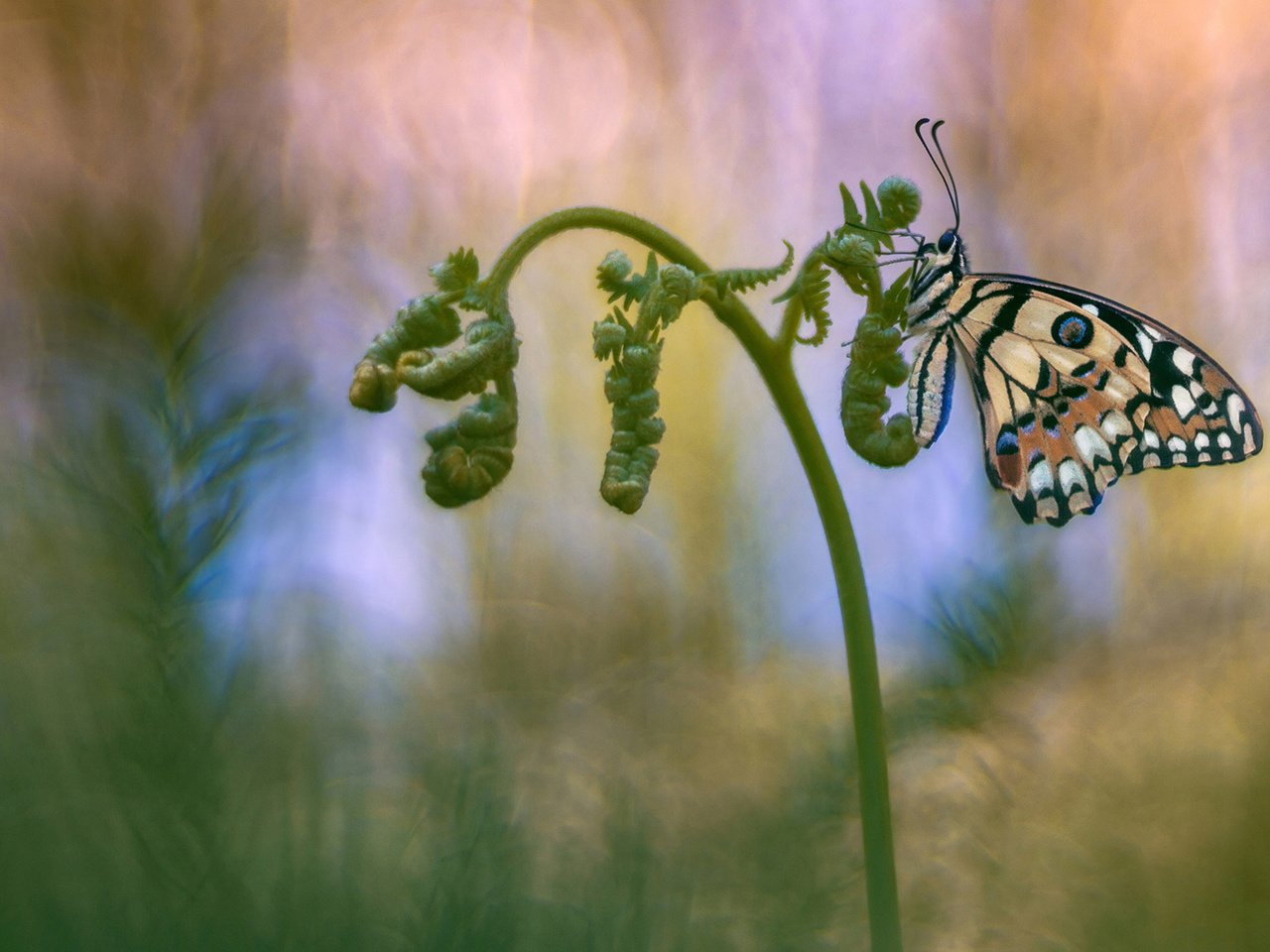 Обои насекомое, фон, бабочка, папоротник, insect, background, butterfly, fern разрешение 2048x1152 Загрузить