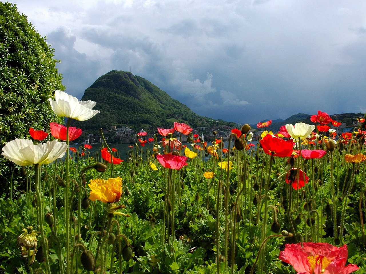 Обои цветы, горы, природа, швейцария, маки, лугано, flowers, mountains, nature, switzerland, maki, lugano разрешение 1920x1200 Загрузить