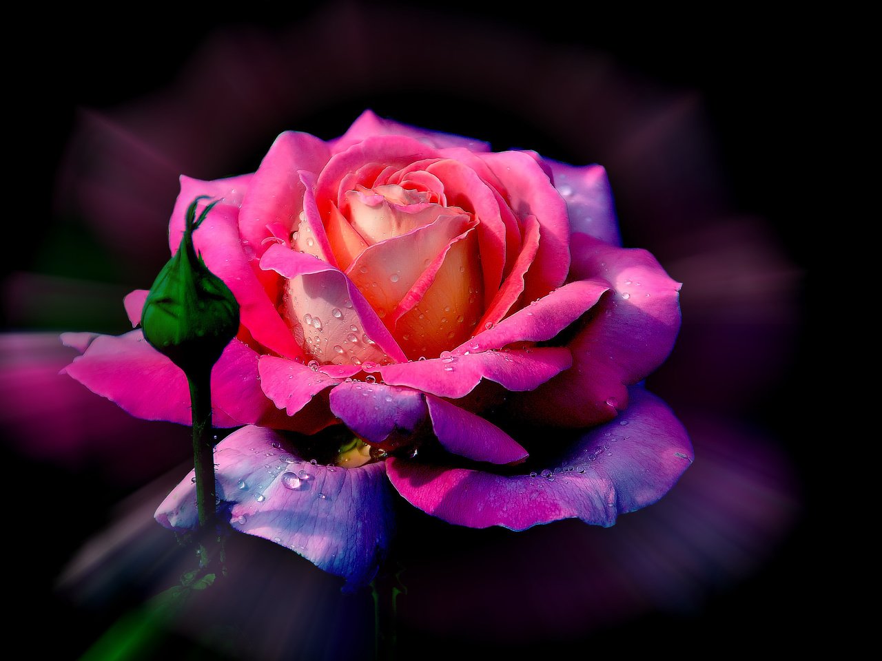 Обои цветок, роса, роза, лепестки, бутон, flower, rosa, rose, petals, bud разрешение 3216x2136 Загрузить