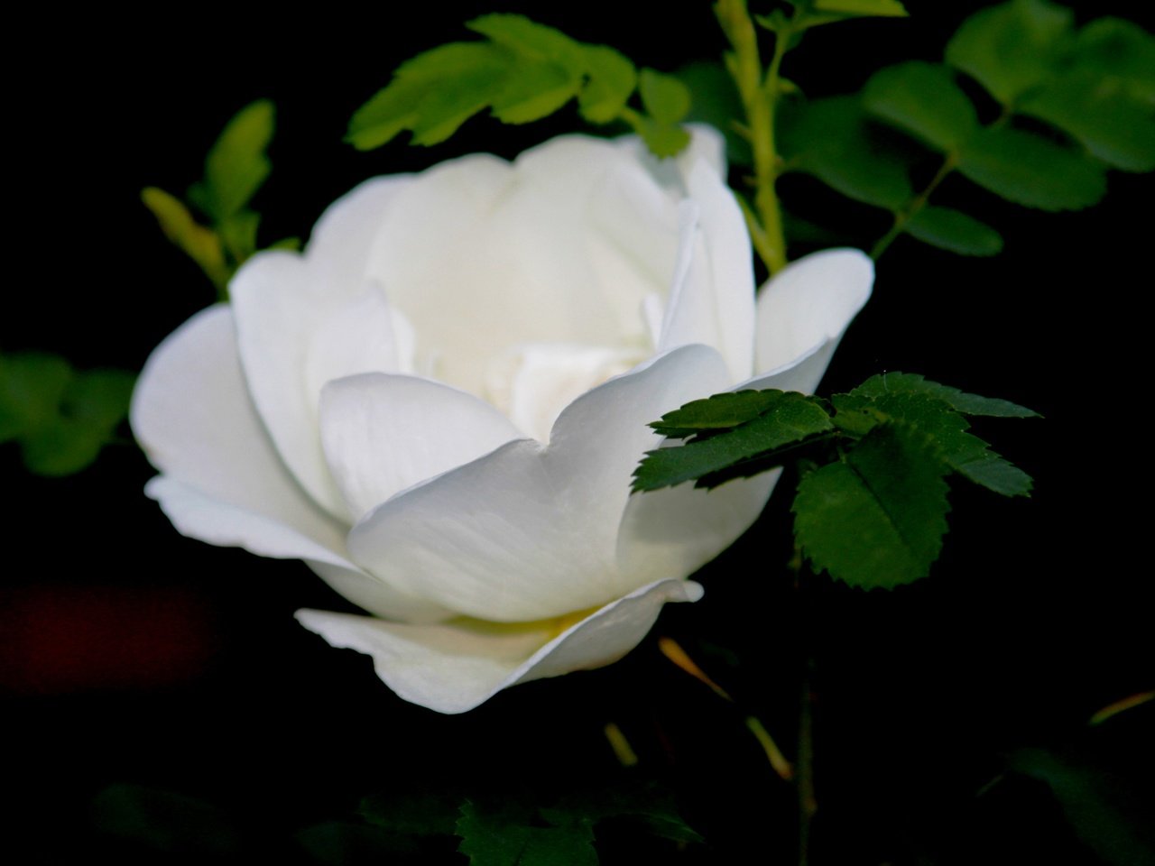 Обои макро, цветок, роза, бутон, белая, macro, flower, rose, bud, white разрешение 4272x2848 Загрузить