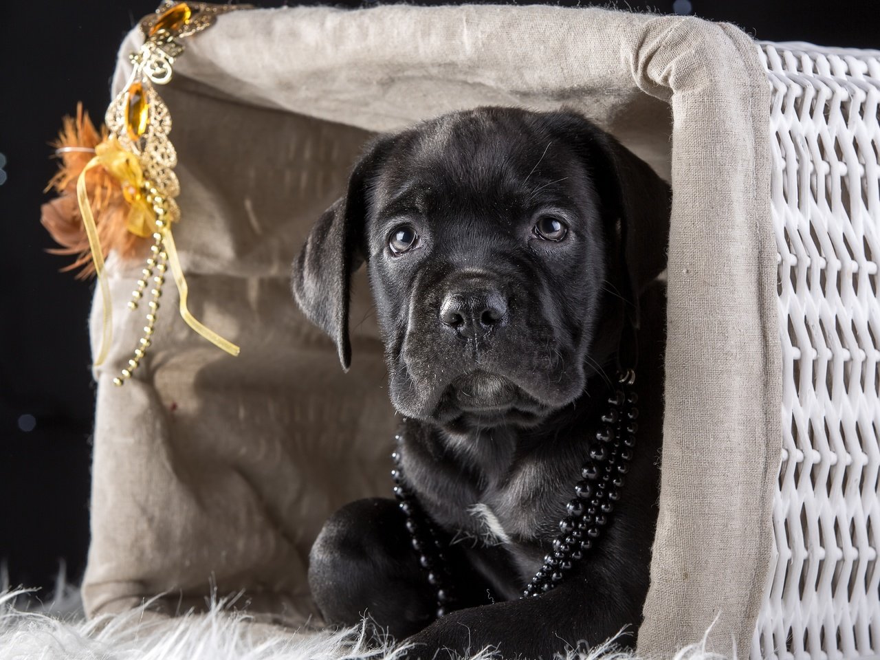 Обои маска, щенок, корзина, бусы, кане-корсо, mask, puppy, basket, beads, cane corso разрешение 4000x2634 Загрузить