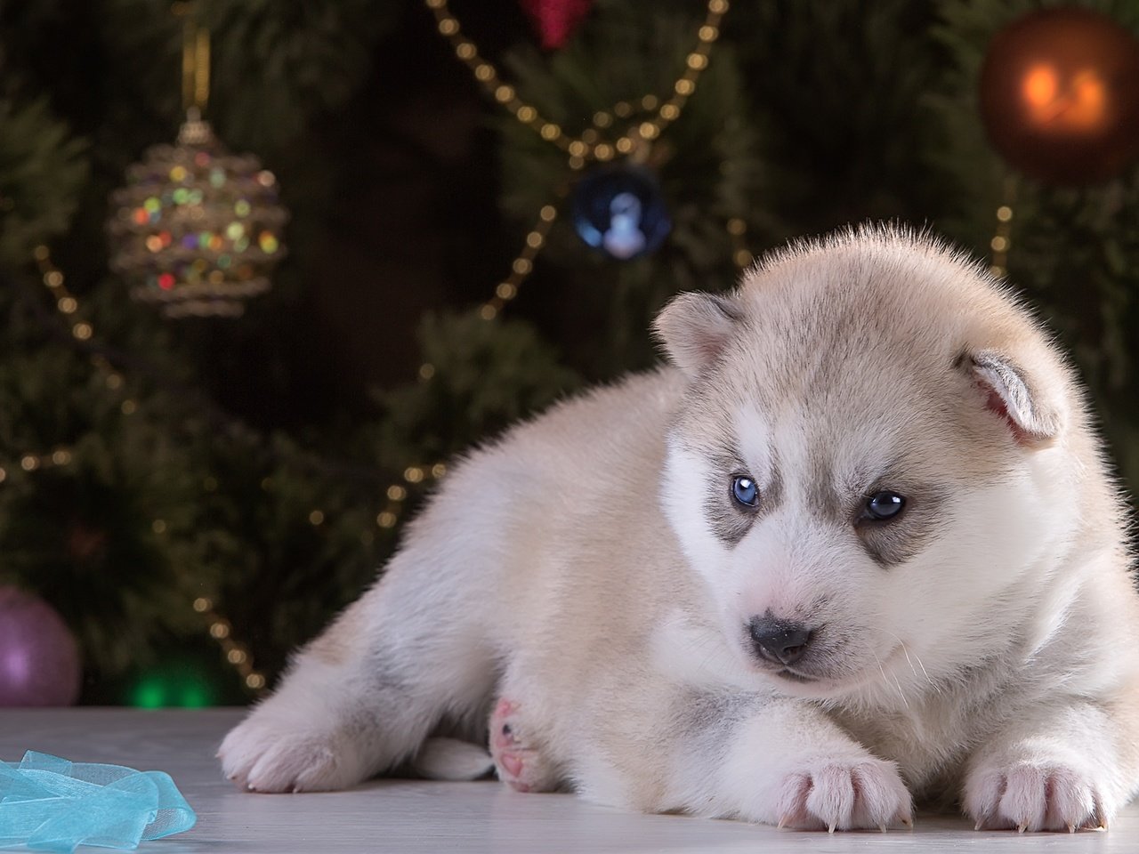 Обои новый год, щенок, хаски, порода, new year, puppy, husky, breed разрешение 2400x1504 Загрузить