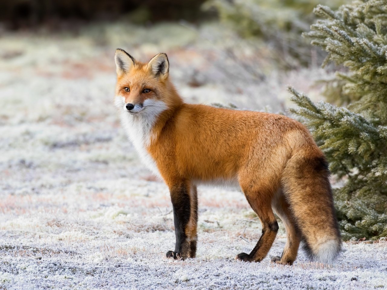 Обои снег, рыжая, лиса, красавица, лисица, хвост, мех, лис, snow, red, fox, beauty, tail, fur разрешение 2048x1334 Загрузить