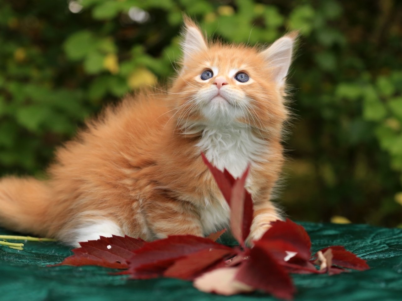 Обои котенок, рыжий, мейн-кун, kitty, red, maine coon разрешение 1920x1215 Загрузить