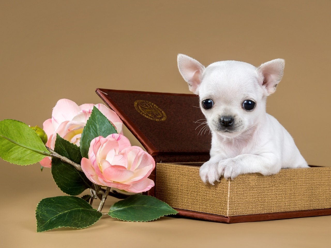 Обои цветы, щенок, коробка, милый, чихуахуа, flowers, puppy, box, cute, chihuahua разрешение 2400x1567 Загрузить
