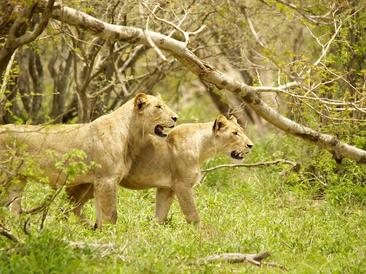 Обои деревья, львы, хищники, охота, львица, сила, грация, trees, lions, predators, hunting, lioness, power, grace разрешение 2400x1521 Загрузить