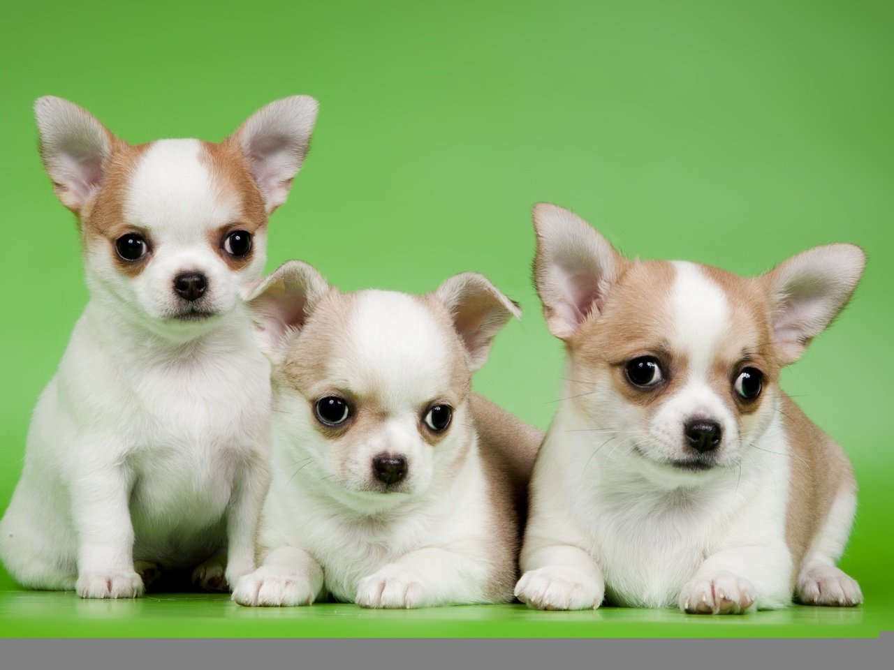 Обои щенки, трио, милые, чихуахуа, puppies, trio, cute, chihuahua разрешение 2400x1563 Загрузить