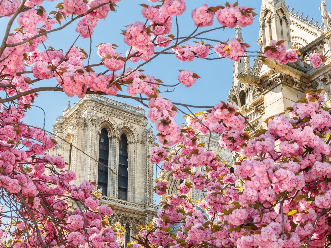 Обои собор, париж, весна, сакура, cathedral, paris, spring, sakura разрешение 2048x1304 Загрузить