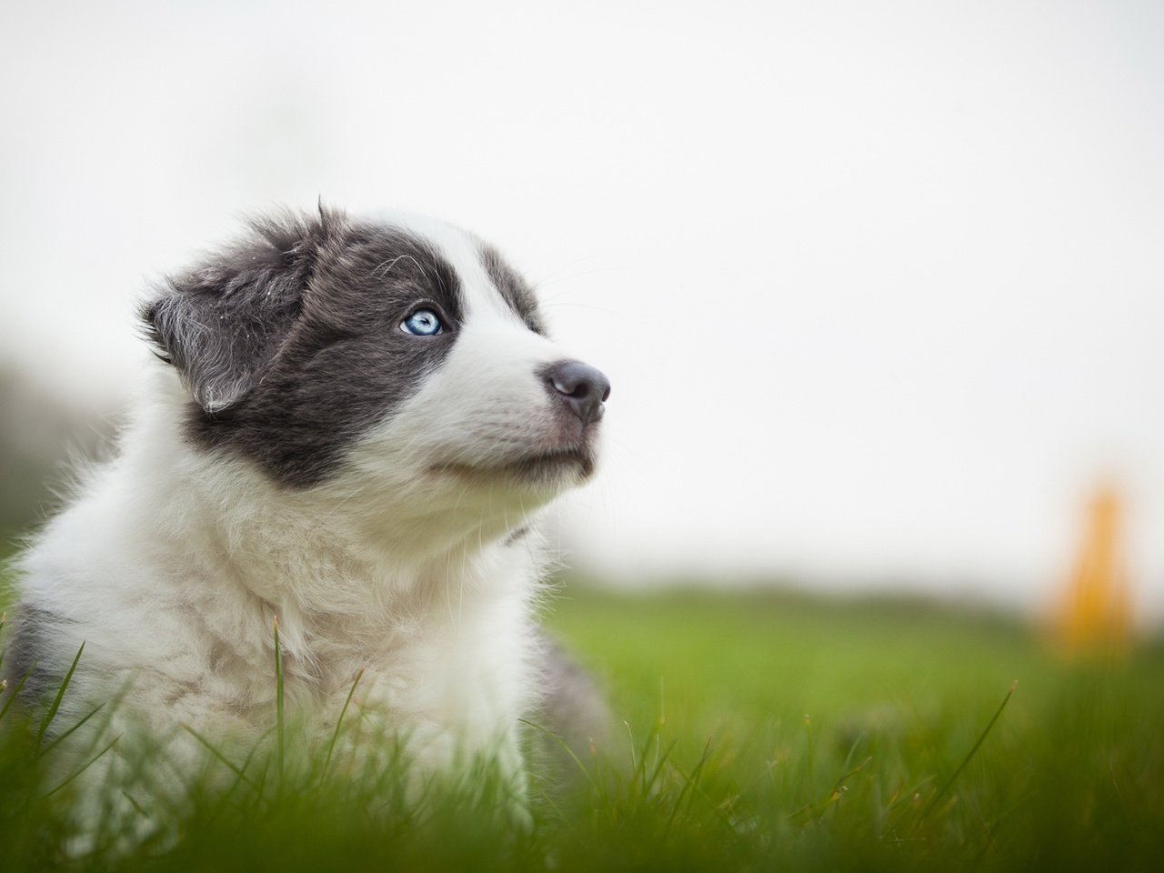 Обои трава, природа, мордочка, собака, серый, луг, щенок, аусси, grass, nature, muzzle, dog, grey, meadow, puppy, aussie разрешение 2048x1152 Загрузить