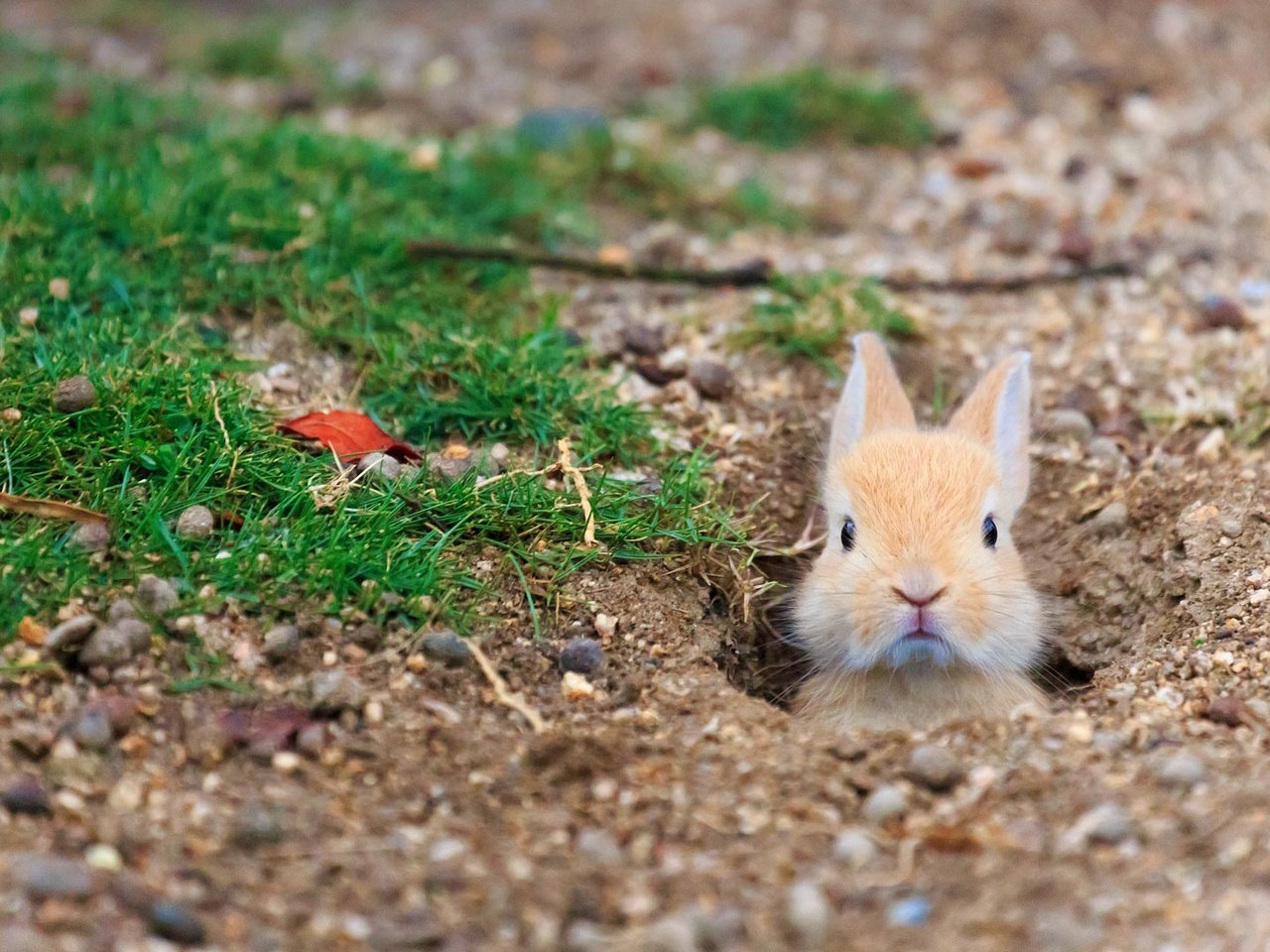 Обои трава, кролик, заяц, нора, grass, rabbit, hare, nora разрешение 1920x1080 Загрузить