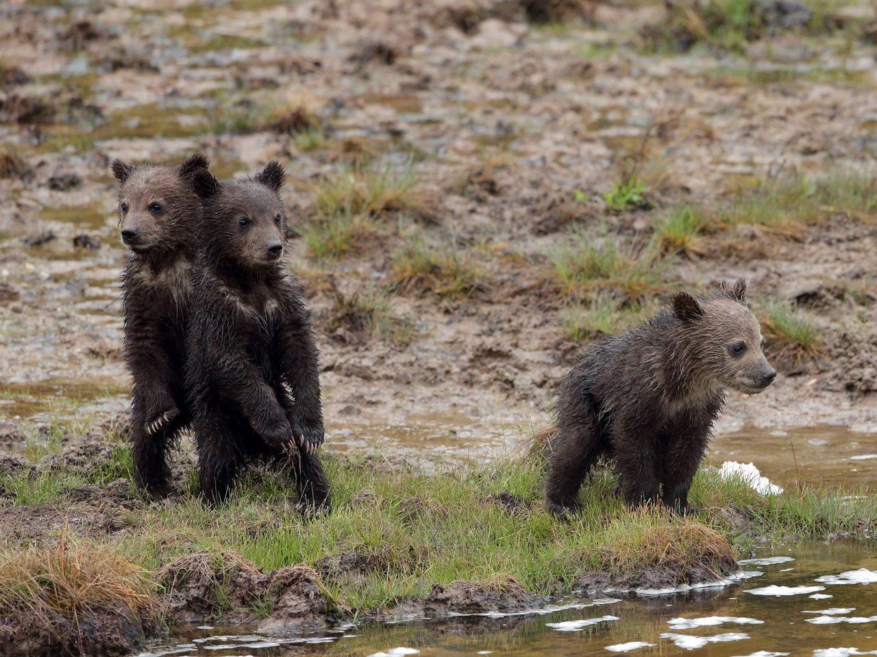 Обои природа, фон, медведи, nature, background, bears разрешение 3600x2025 Загрузить