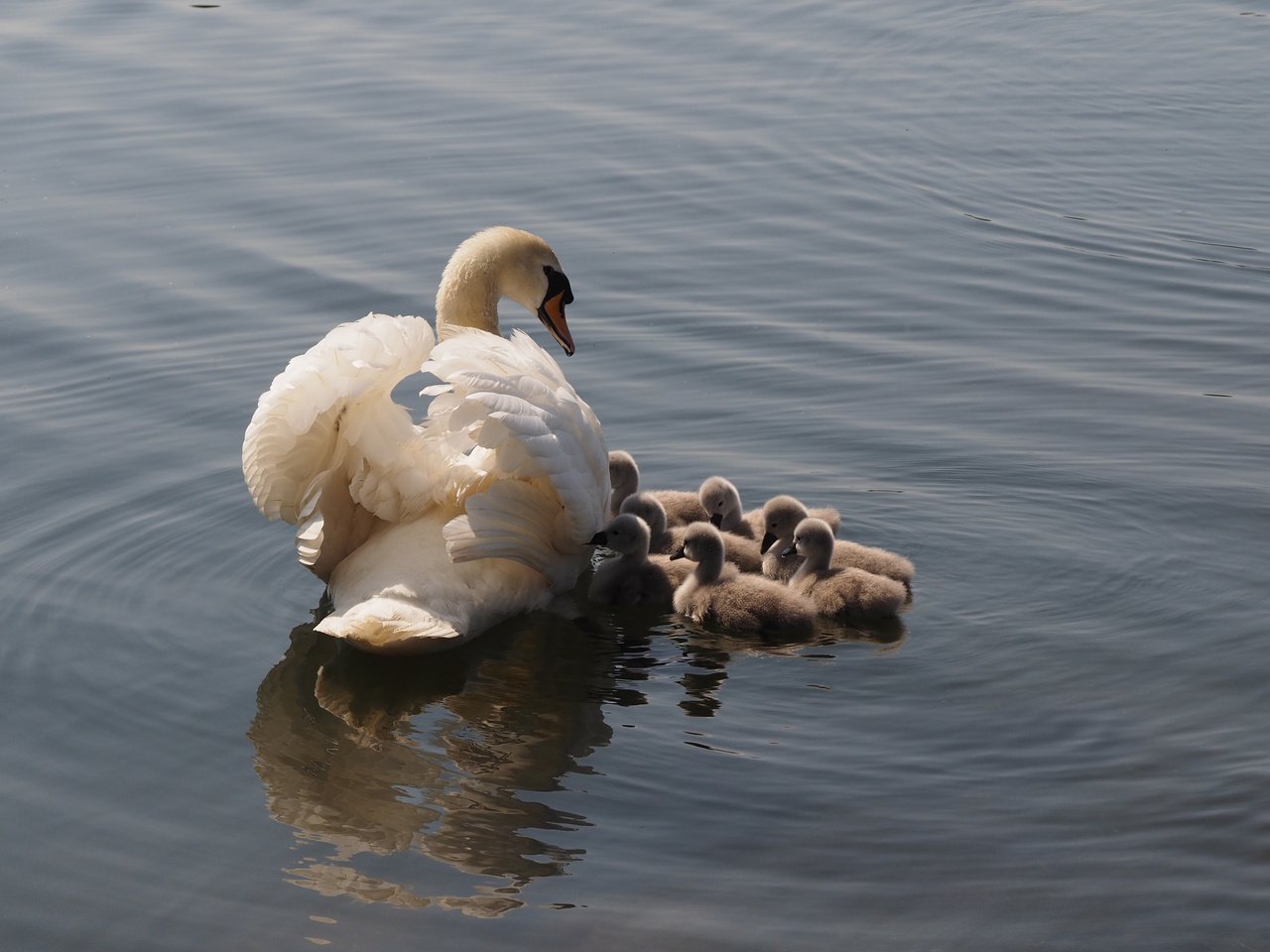 Обои озеро, птицы, лебеди, lake, birds, swans разрешение 4248x2831 Загрузить