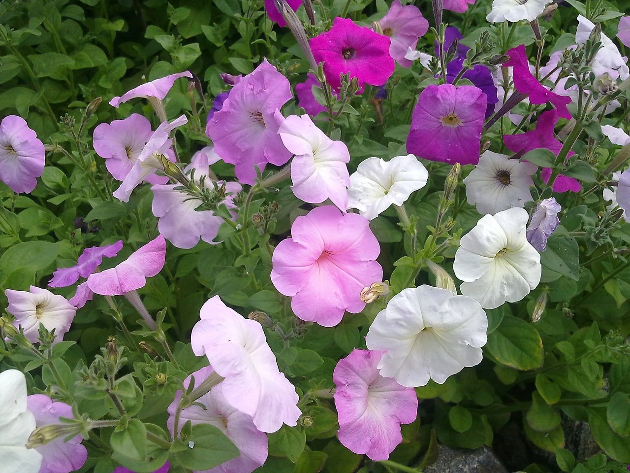 Обои цветы, лето, петуния, скромная красота, flowers, summer, petunia, modest beauty разрешение 2592x1944 Загрузить