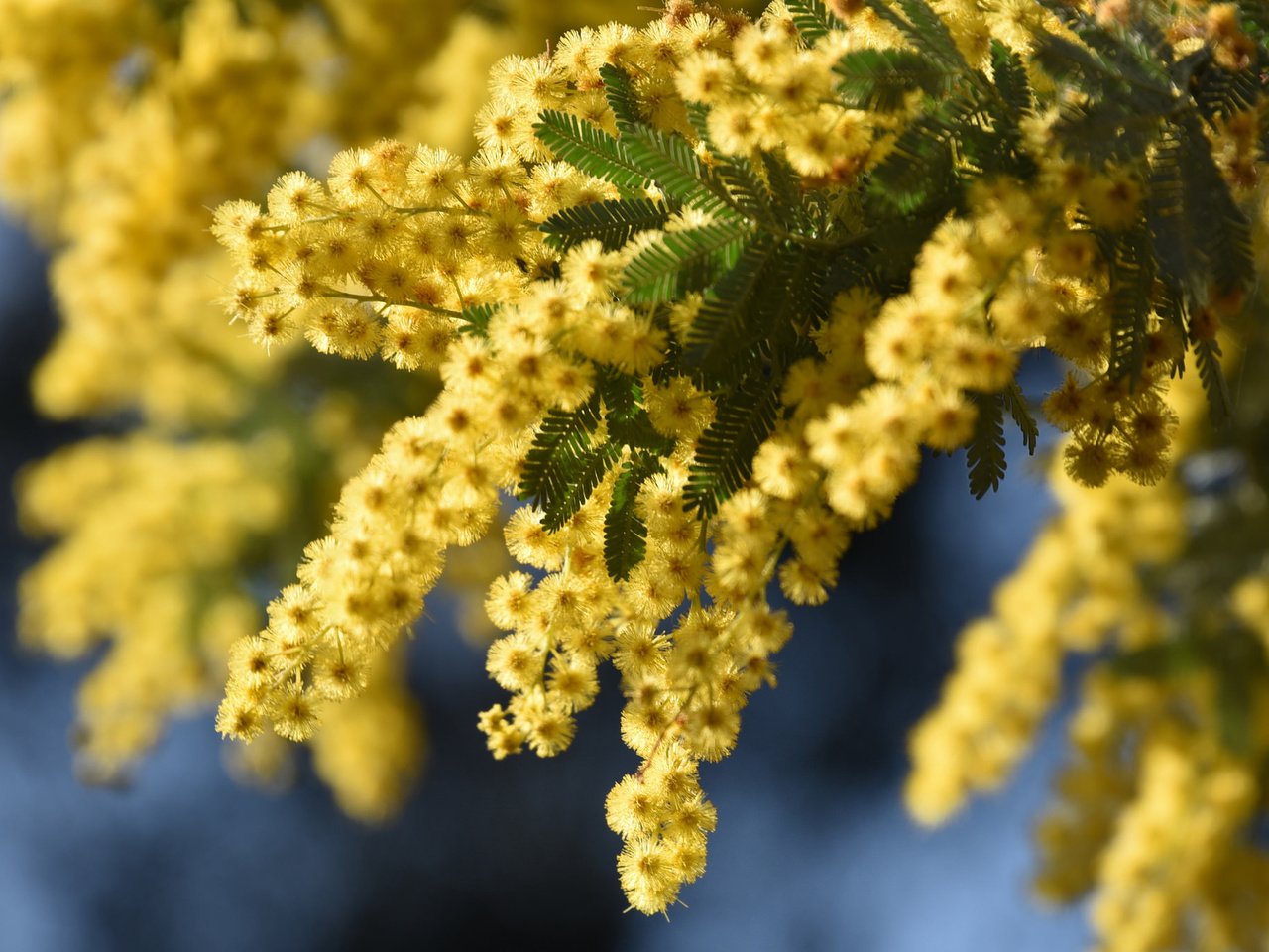 Обои макро, ветки, соцветия, мимоза, акация серебристая, macro, branches, inflorescence, mimosa, acacia silver разрешение 2048x1365 Загрузить