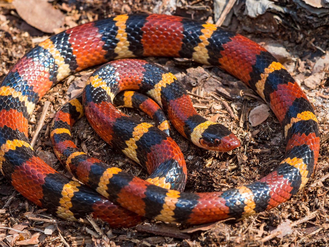 Обои красная, змея, полосатая, lampropeltis triangulum elapsoides, red, snake, striped разрешение 2048x1365 Загрузить