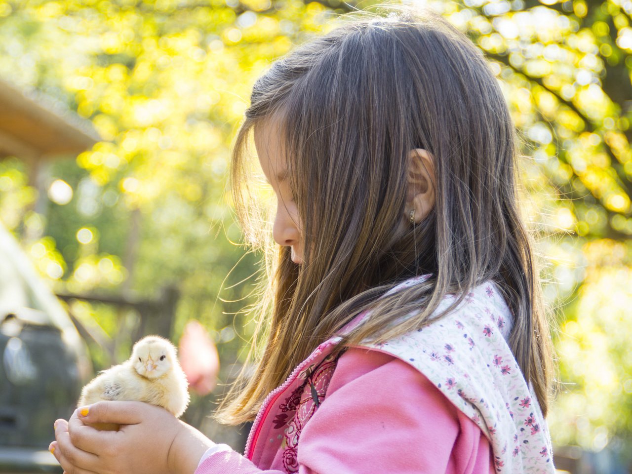 Обои девочка, ребенок, нежность, цыплёнок, girl, child, tenderness, chicken разрешение 2048x1365 Загрузить