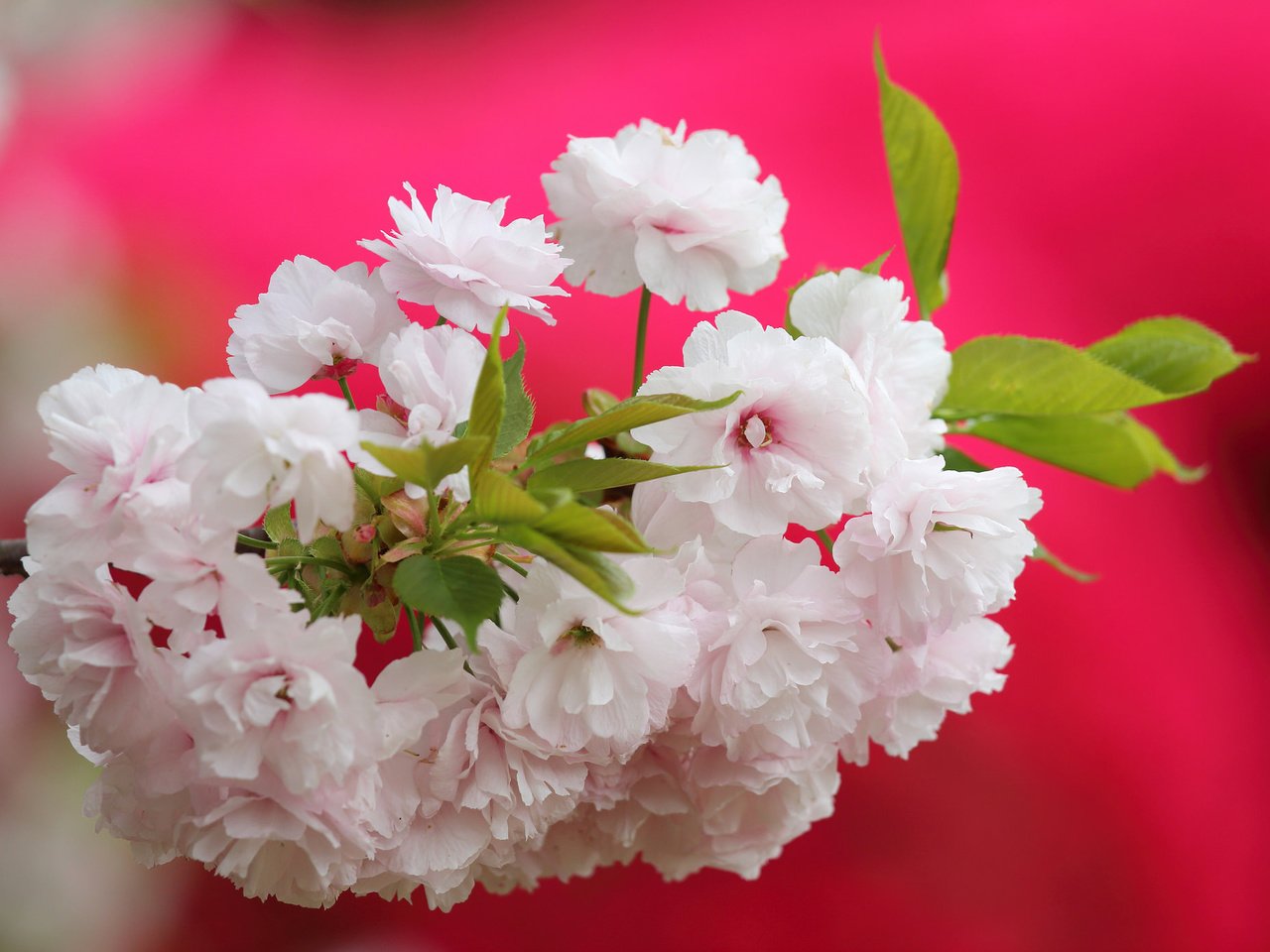 Обои ветка, цветение, макро, фон, вишня, сакура, цветки, branch, flowering, macro, background, cherry, sakura, flowers разрешение 2048x1389 Загрузить