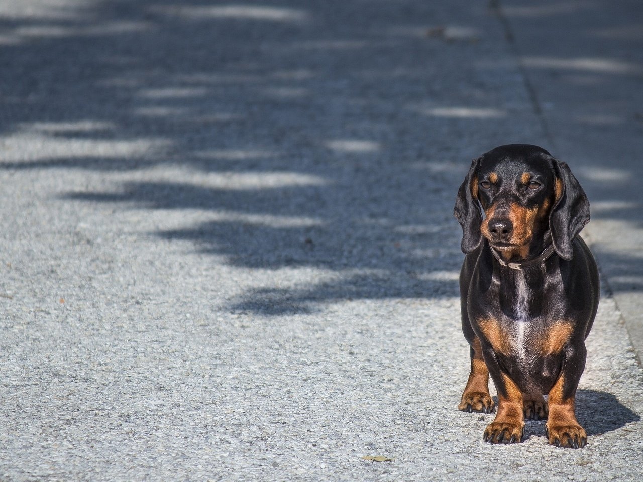 Обои взгляд, собака, такса, look, dog, dachshund разрешение 2048x1537 Загрузить