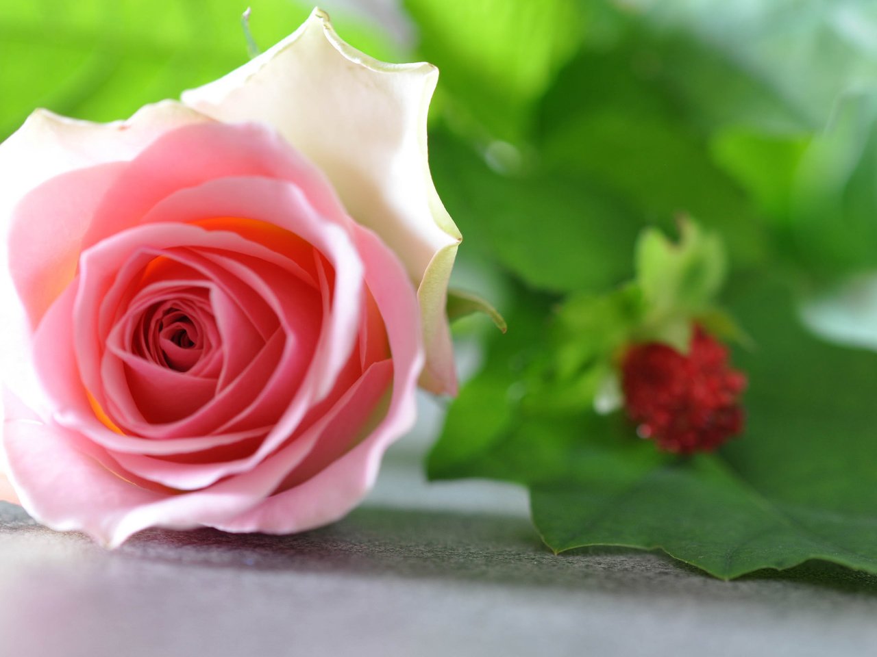 Обои роза, бутон, розовая, rose, bud, pink разрешение 2048x1360 Загрузить