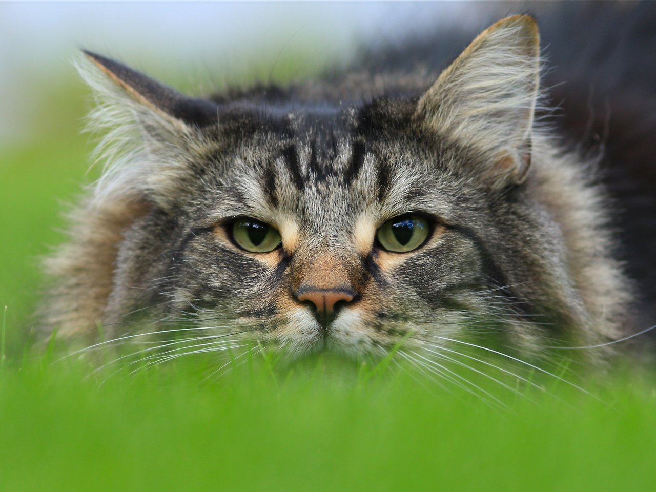 Обои морда, кот, взгляд, норвежская лесная кошка, face, cat, look, norwegian forest cat разрешение 3976x2651 Загрузить