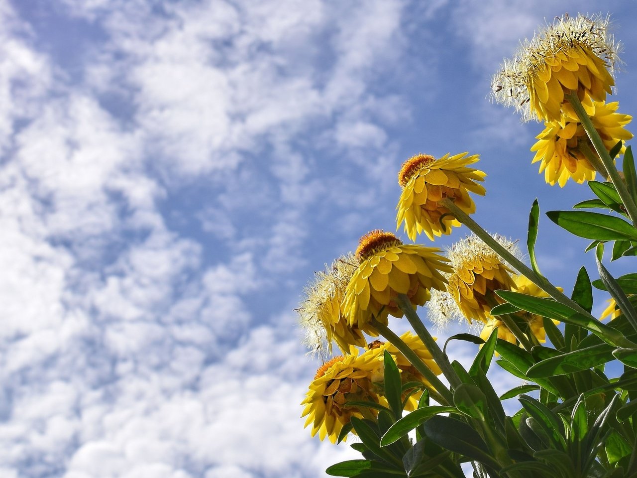 Обои небо, цветы, облака, желтый, полевой, сухоцвет, бессмертник, the sky, flowers, clouds, yellow, field, the dried flowers, helichrysum разрешение 2048x1261 Загрузить