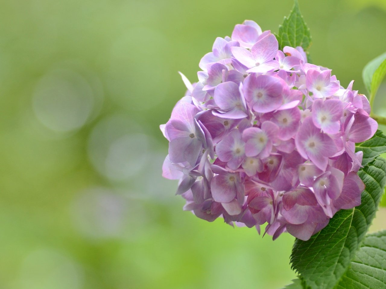 Обои цветы, макро, розовые, гортензия, flowers, macro, pink, hydrangea разрешение 2048x1356 Загрузить