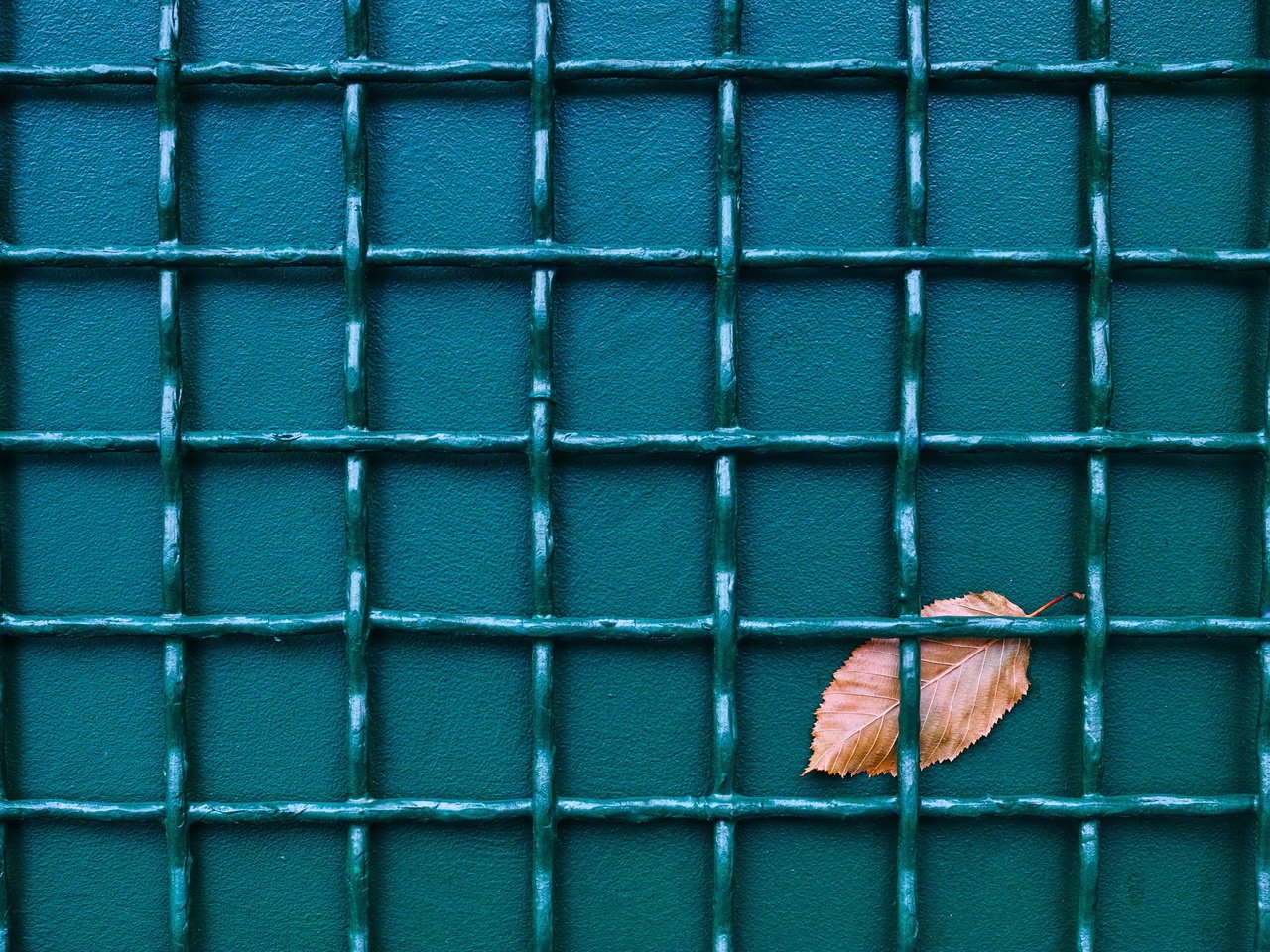 Обои фон, забор, лист, сетка, background, the fence, sheet, mesh разрешение 4483x2890 Загрузить