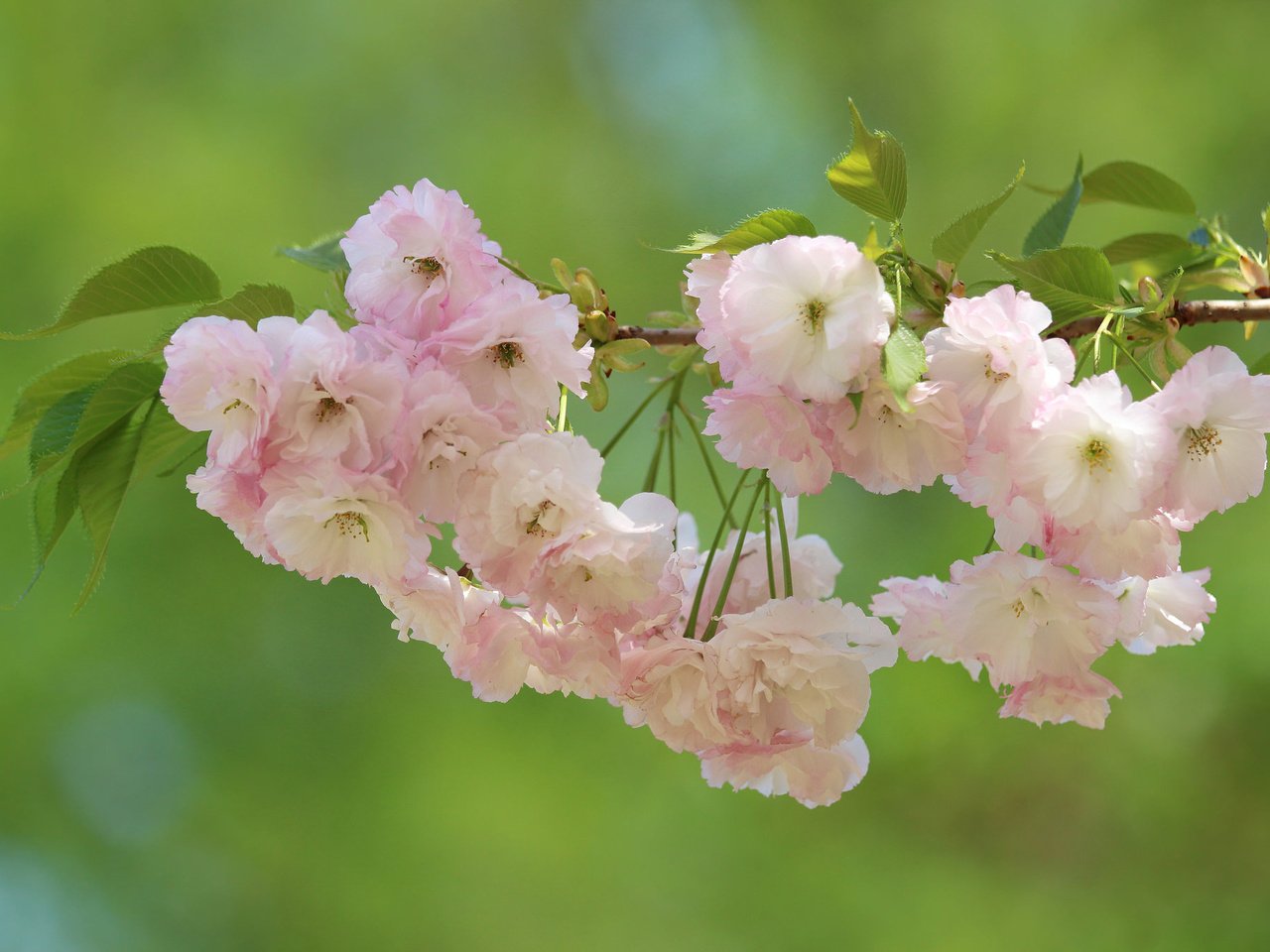 Обои ветка, цветение, макро, фон, вишня, сакура, цветки, branch, flowering, macro, background, cherry, sakura, flowers разрешение 2048x1365 Загрузить