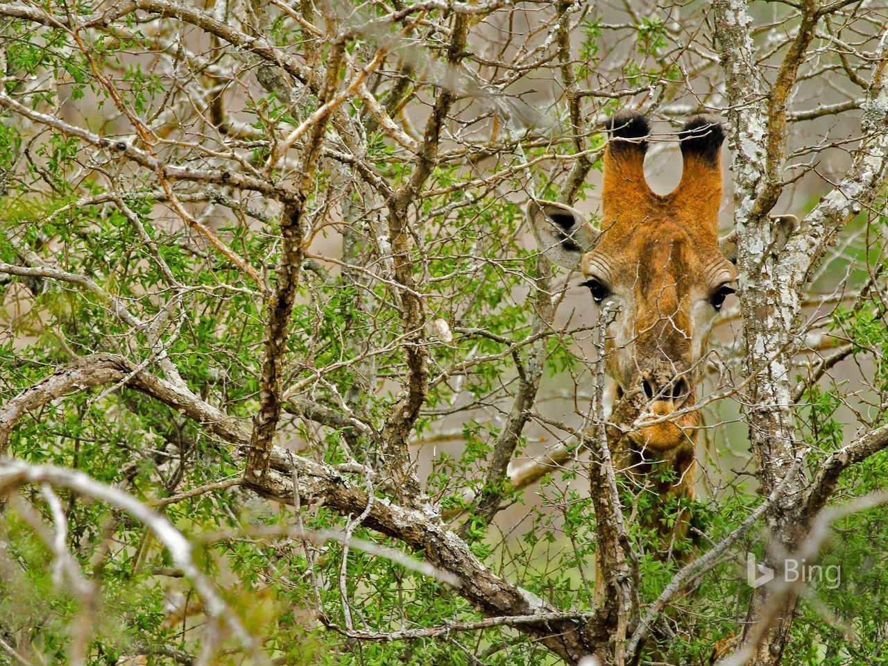 Обои дерево, ветки, африка, жираф, tree, branches, africa, giraffe разрешение 1920x1200 Загрузить