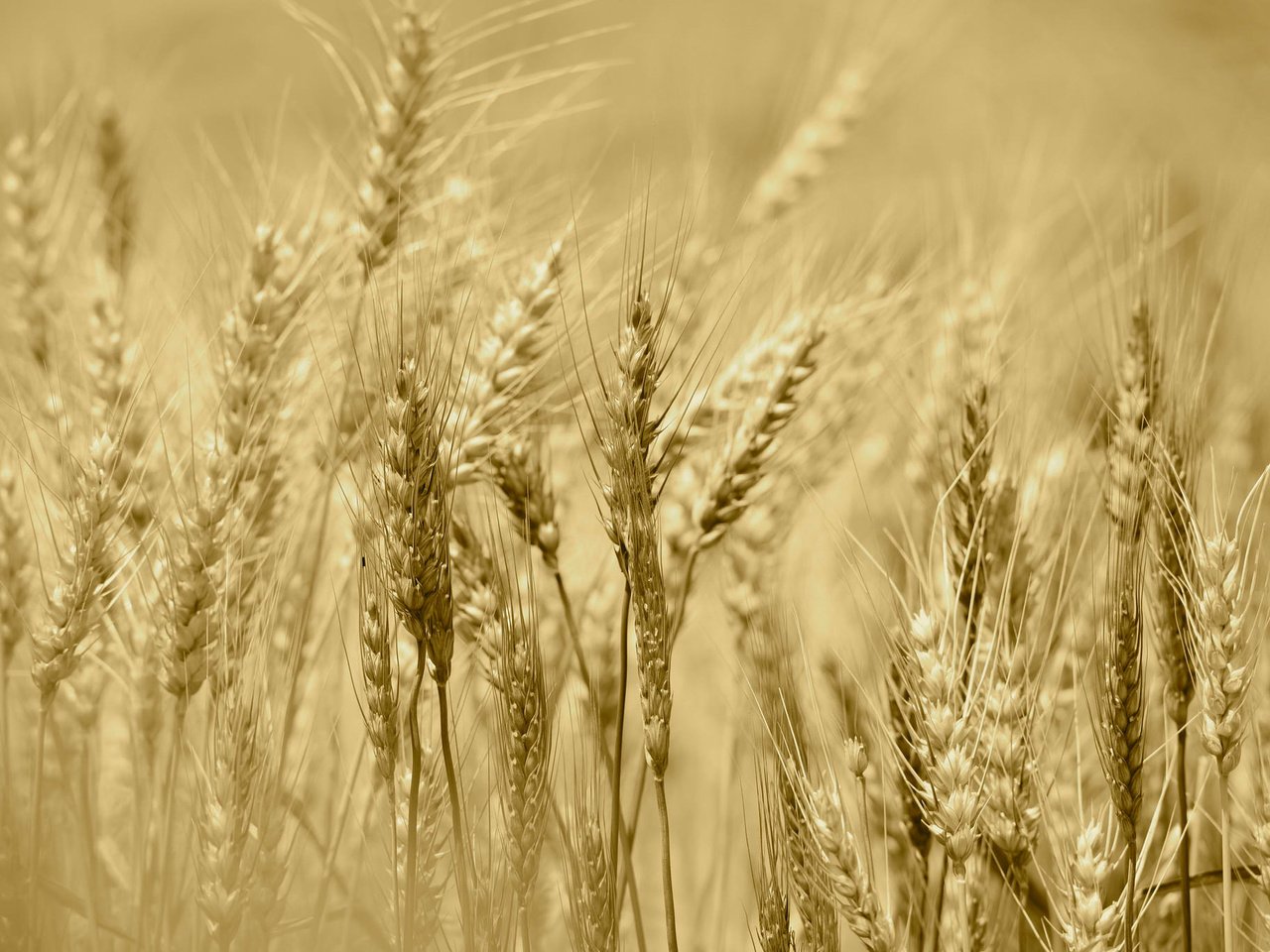 Обои поле, лето, колосья, урожай, рожь, field, summer, ears, harvest, rye разрешение 2048x1367 Загрузить