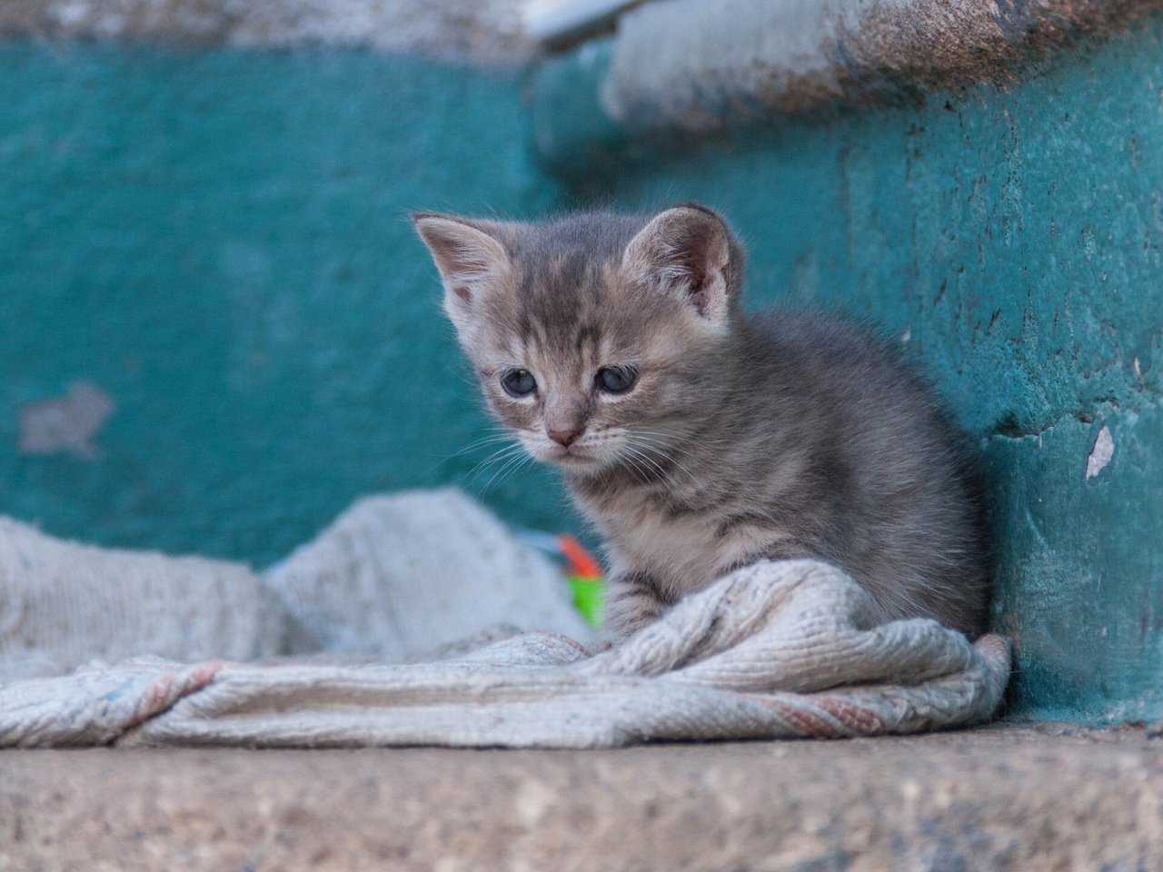 Обои кошка, котенок, малыш, бездомный, cat, kitty, baby, homeless разрешение 1920x1441 Загрузить