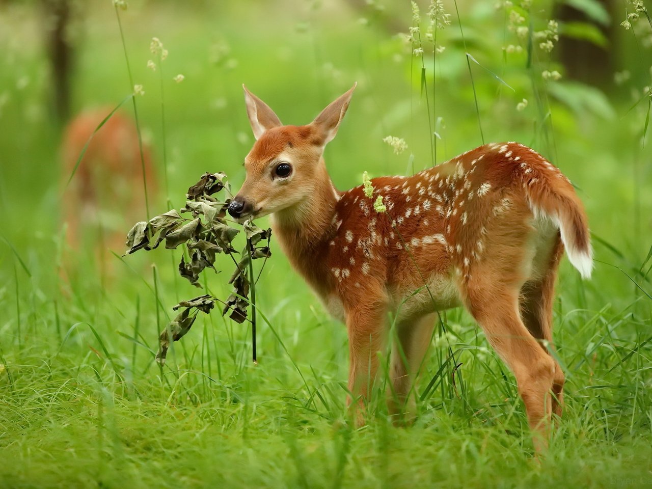 Обои природа, олень, лето, nature, deer, summer разрешение 2048x1365 Загрузить