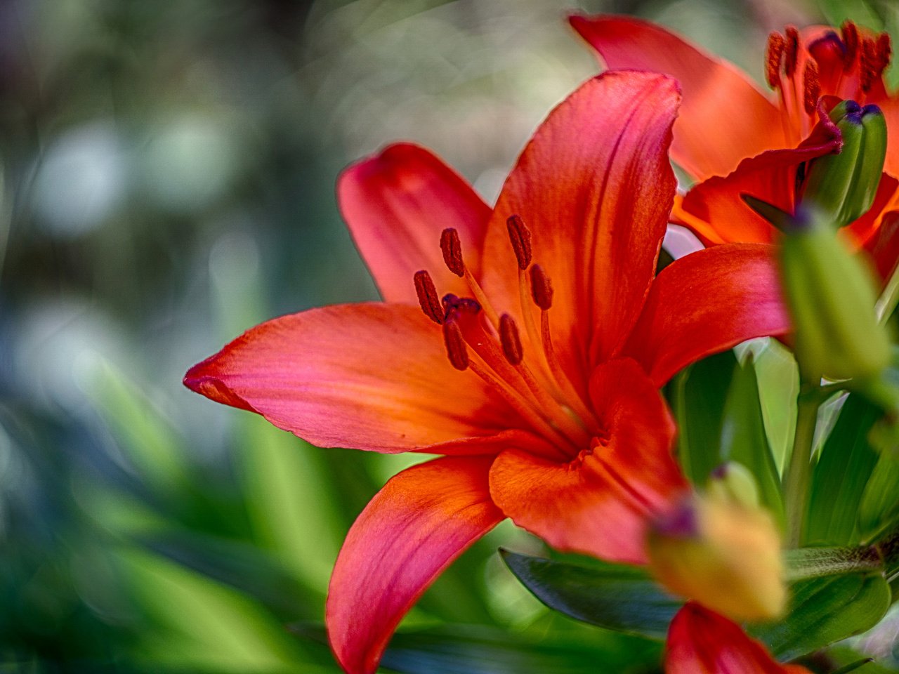 Обои бутоны, макро, лепестки, размытость, лилия, buds, macro, petals, blur, lily разрешение 2048x1358 Загрузить