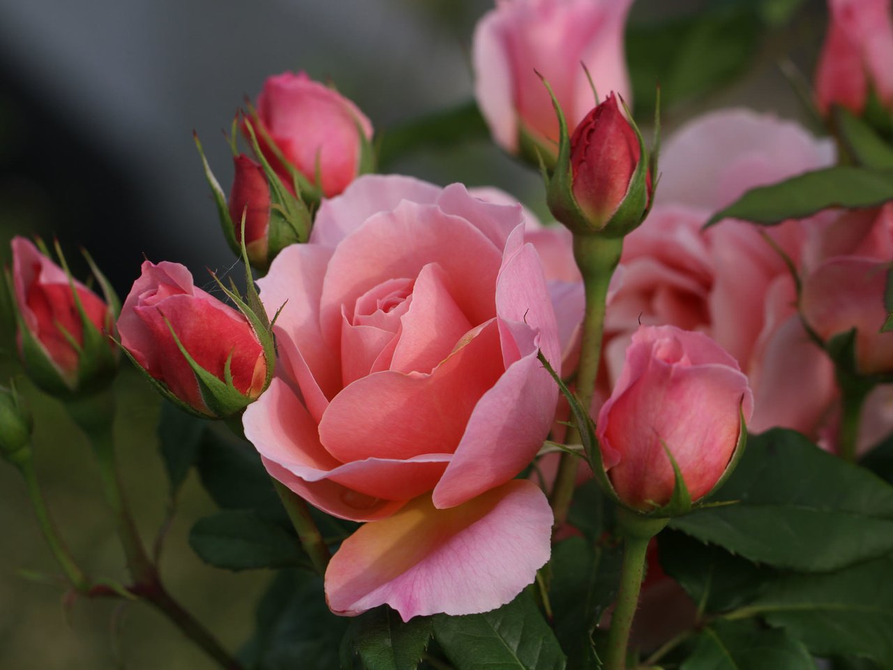 Обои розы, розовые, куст, roses, pink, bush разрешение 2048x1365 Загрузить