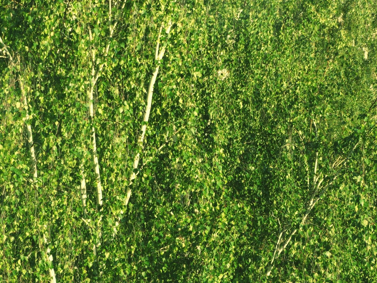 Текстура листвы березы