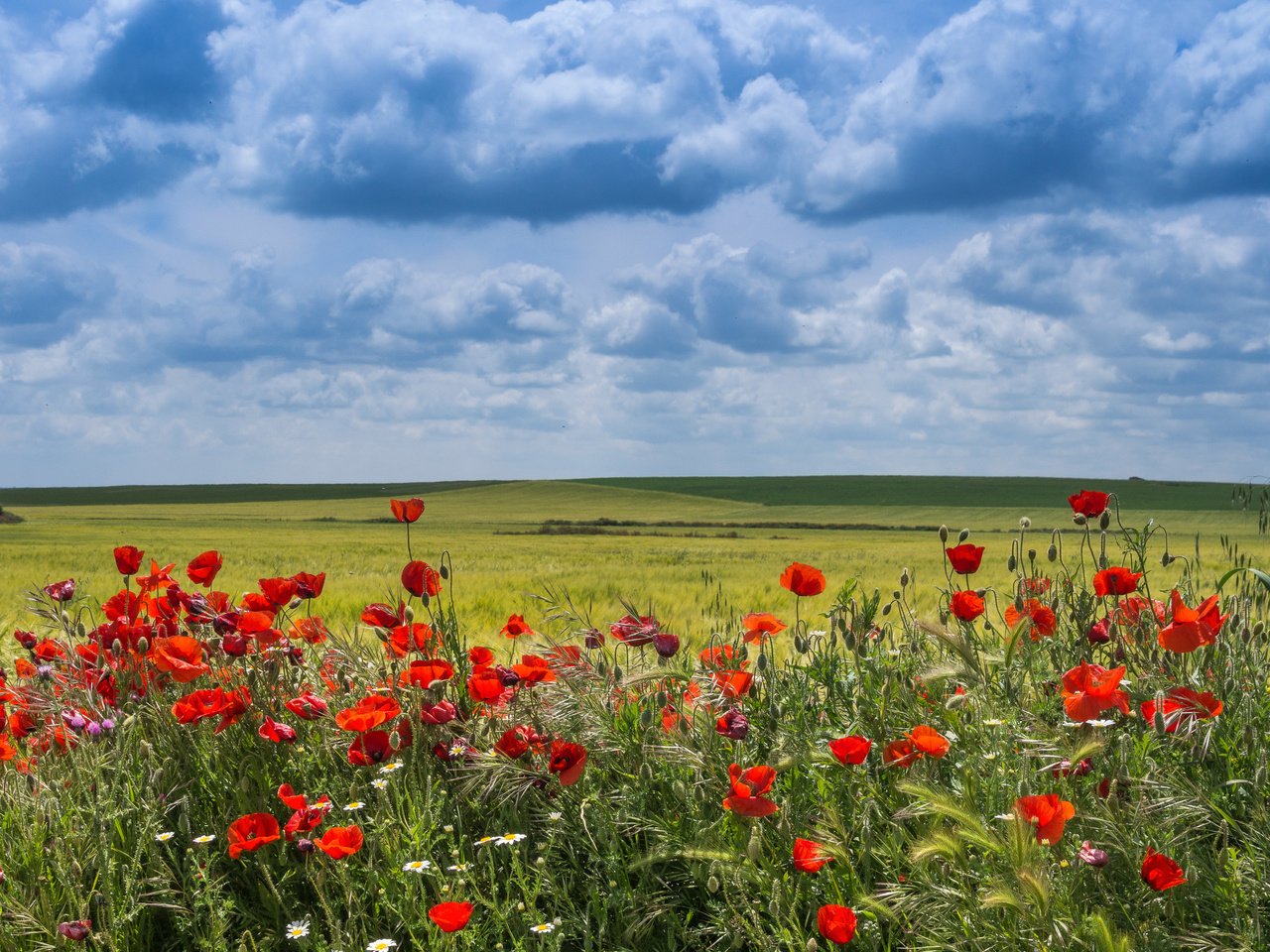 Обои цветы, облака, поле, маки, испания, вальядолид, flowers, clouds, field, maki, spain, valladolid разрешение 4565x3299 Загрузить