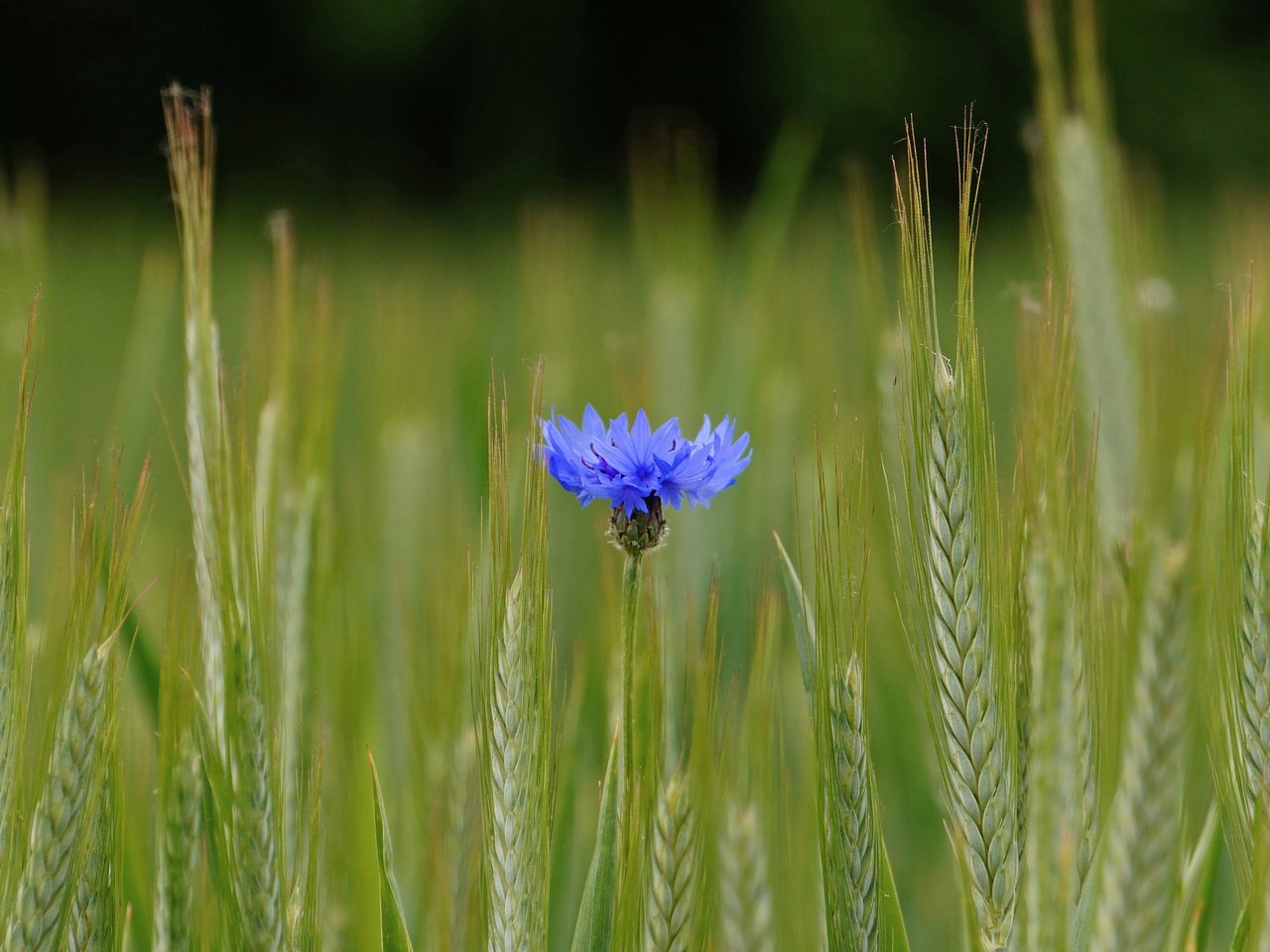 Обои синий, цветок, поле, колосья, пшеница, василек, blue, flower, field, ears, wheat, cornflower разрешение 2048x1361 Загрузить