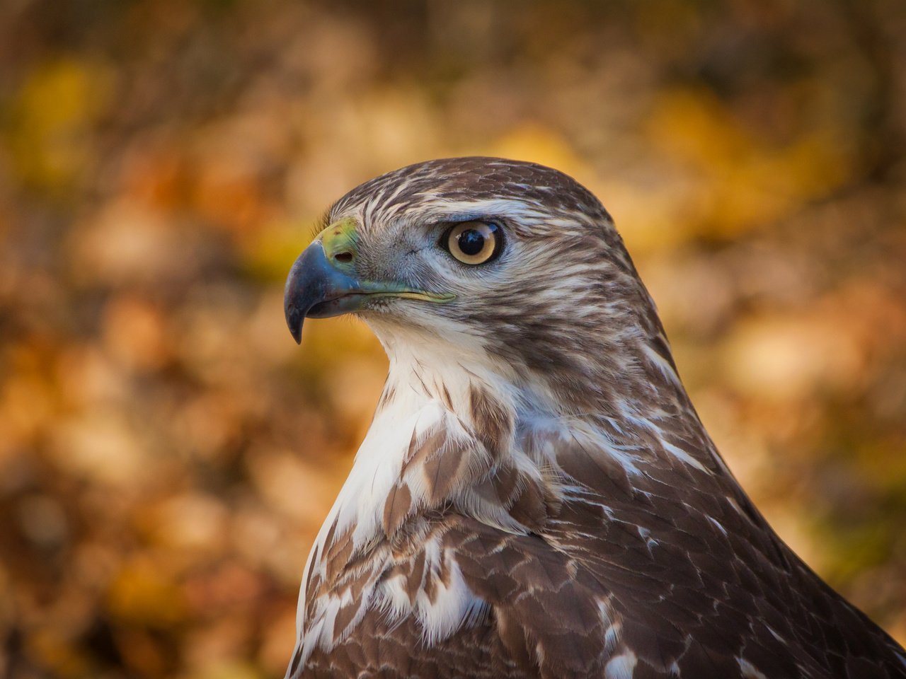 Обои фон, взгляд, профиль, птица, ястреб, боке, хоук, птаха, background, look, profile, bird, hawk, bokeh разрешение 2560x1700 Загрузить