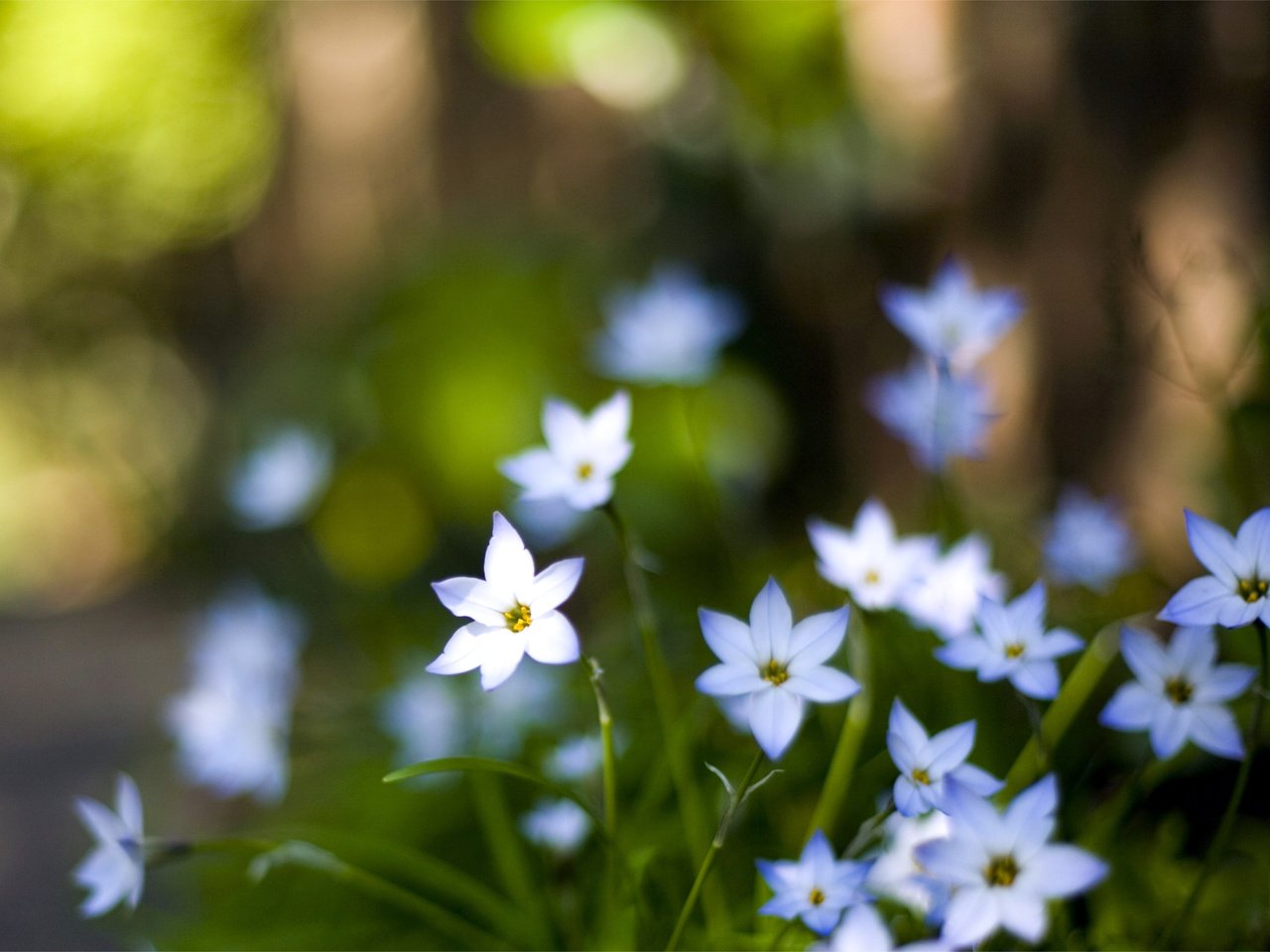 Обои цветы, макро, лепестки, размытость, голубые, flowers, macro, petals, blur, blue разрешение 3050x1969 Загрузить