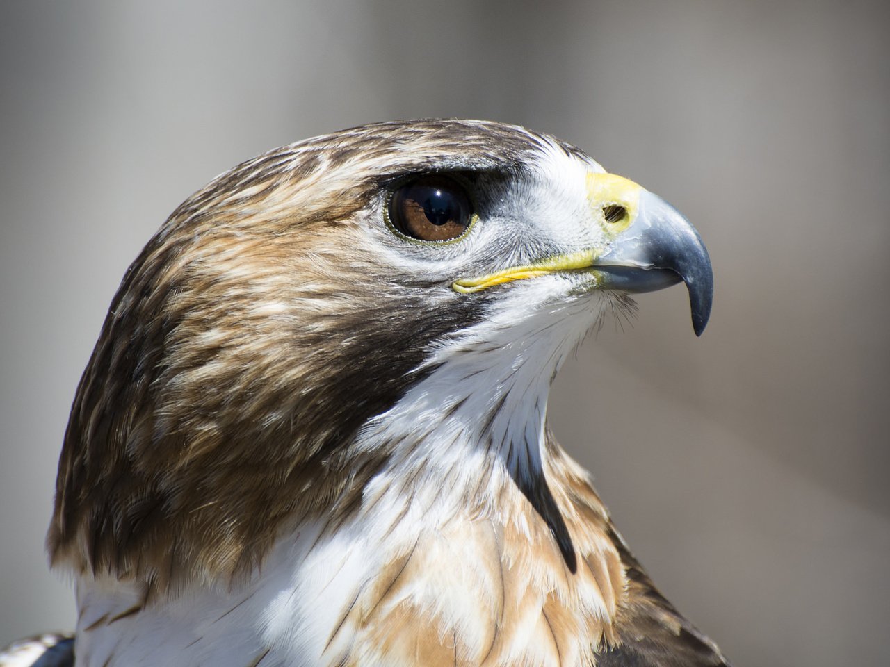 Обои взгляд, профиль, птица, ястреб, look, profile, bird, hawk разрешение 2048x1136 Загрузить