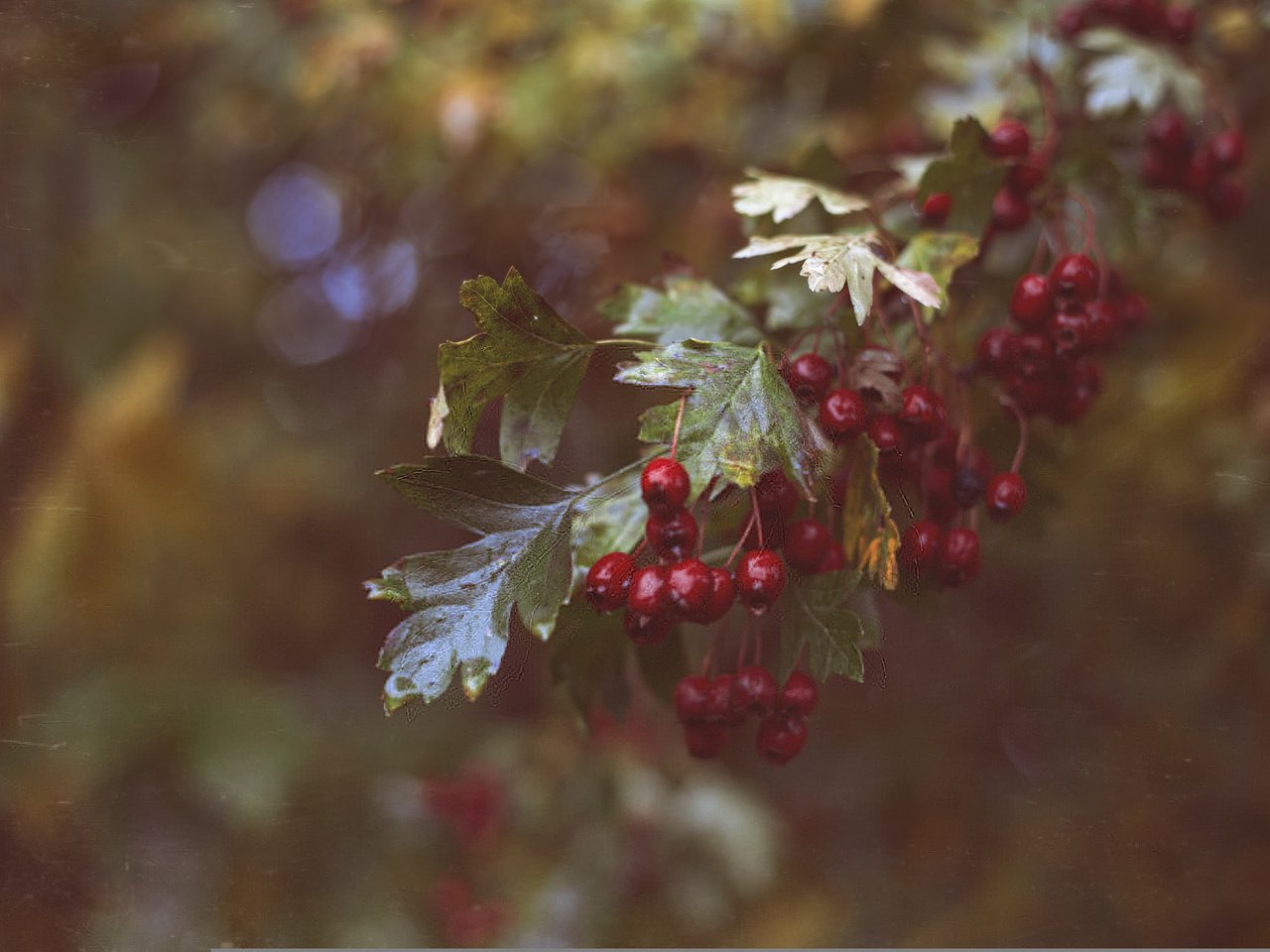 Обои ветка, листья, красные, ягоды, branch, leaves, red, berries разрешение 2048x1365 Загрузить